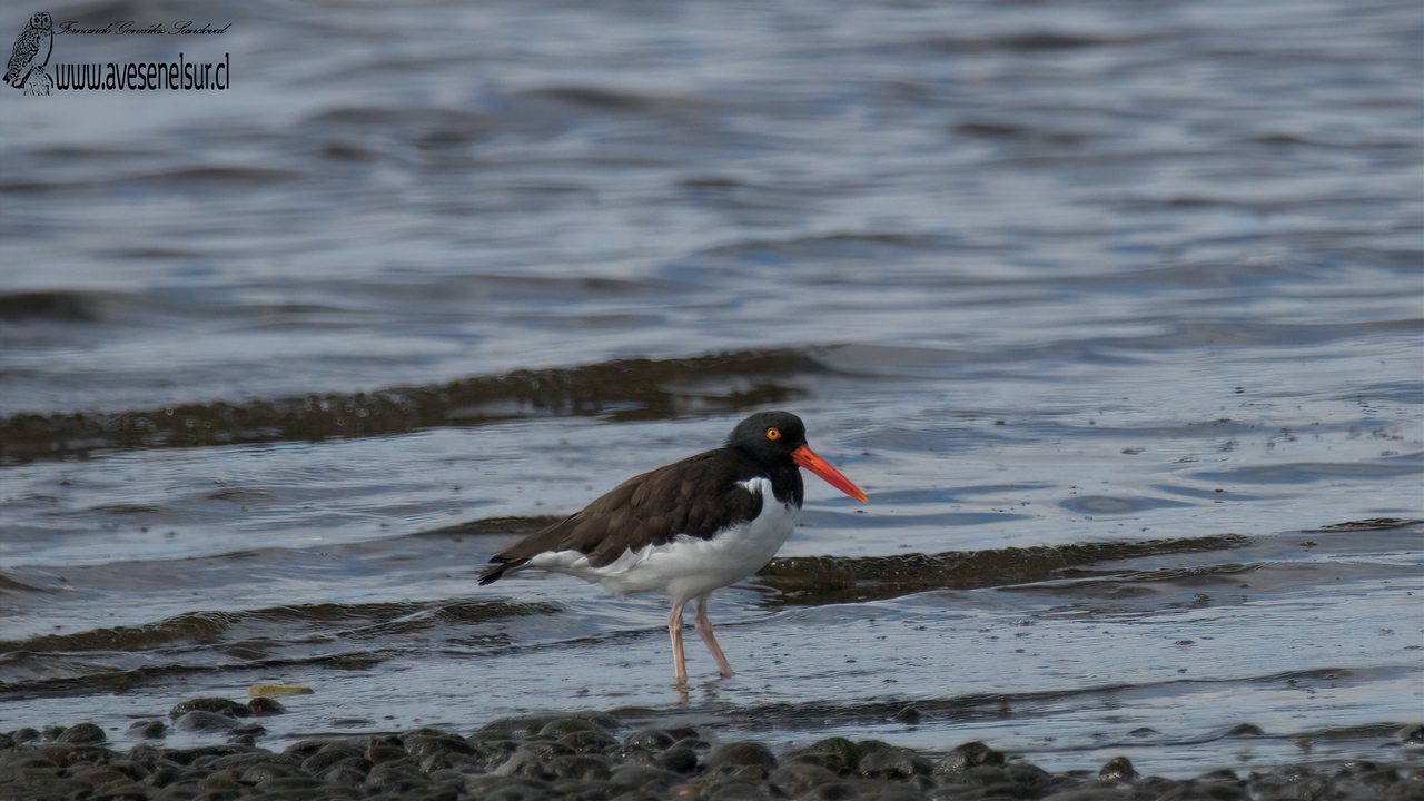 Pilpilén - Haematopus palliatus Temminck 1820