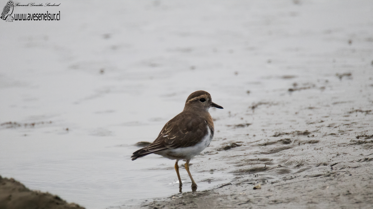 Chorlo chileno - Charadrius modestus Lichtenstein 1823