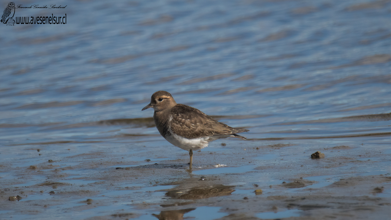 Chorlo chileno - Charadrius modestus Lichtenstein 1823 Chorlo chileno - Charadrius modestus Lichtenstein 1823