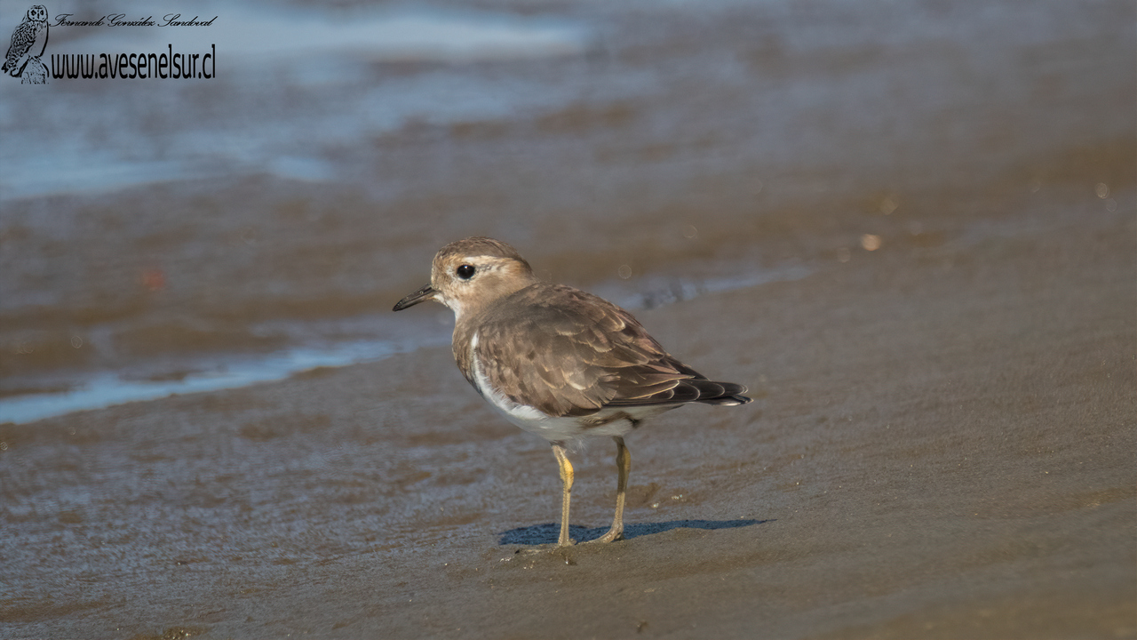 Chorlo chileno - Charadrius modestus Lichtenstein 1823 Chorlo chileno - Charadrius modestus Lichtenstein 1823