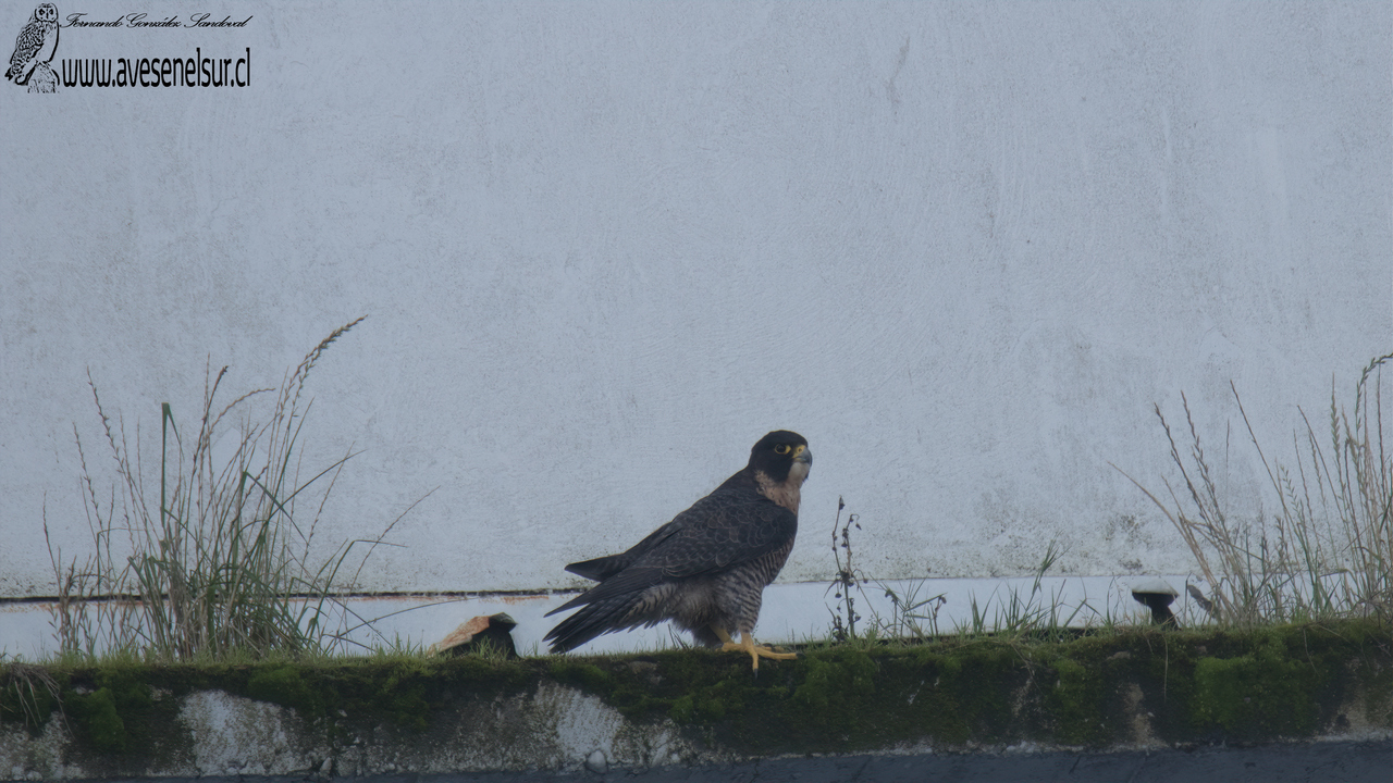 Halcón peregrino - Falco peregrinus Tunstall 1771 Halcón peregrino - Falco peregrinus Tunstall 1771