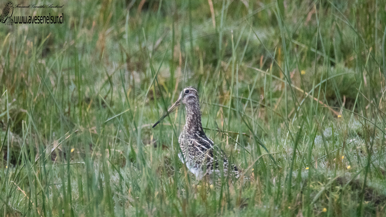 Becacina - Gallinago magellanica (King) 1828