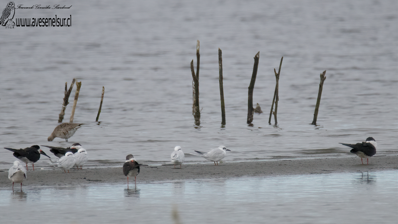 Gaviotín piquerito - Sterna trudeaui Audubon 1838