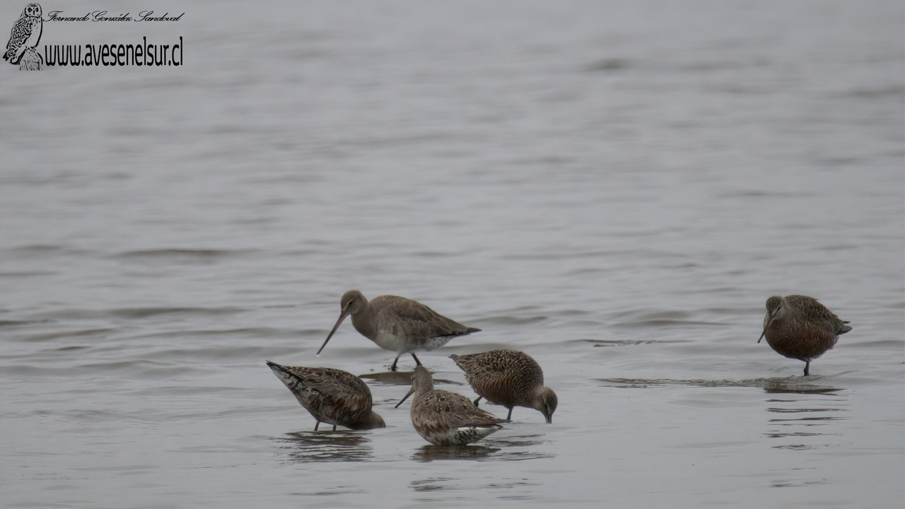 Zarapito de pico recto - Limosa haemastica (Linnaeus) 1758