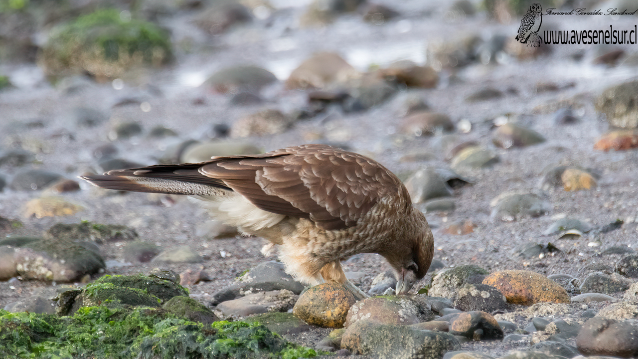 Tiuque - Milvago chimango (Vieillot) 1816 Tiuque - Milvago chimango (Vieillot) 1816