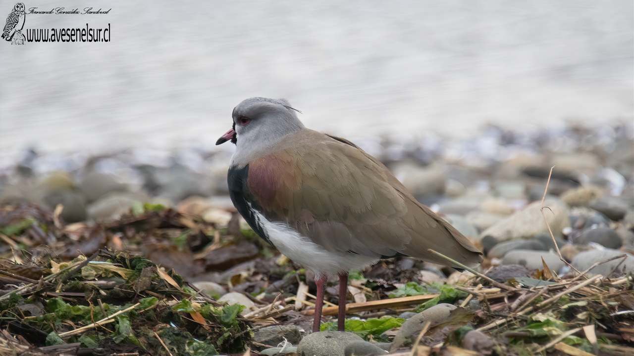 Queltehue - Vanellus chilensis chilensis (Molina) 1782 Queltehue - Vanellus chilensis chilensis (Molina) 1782