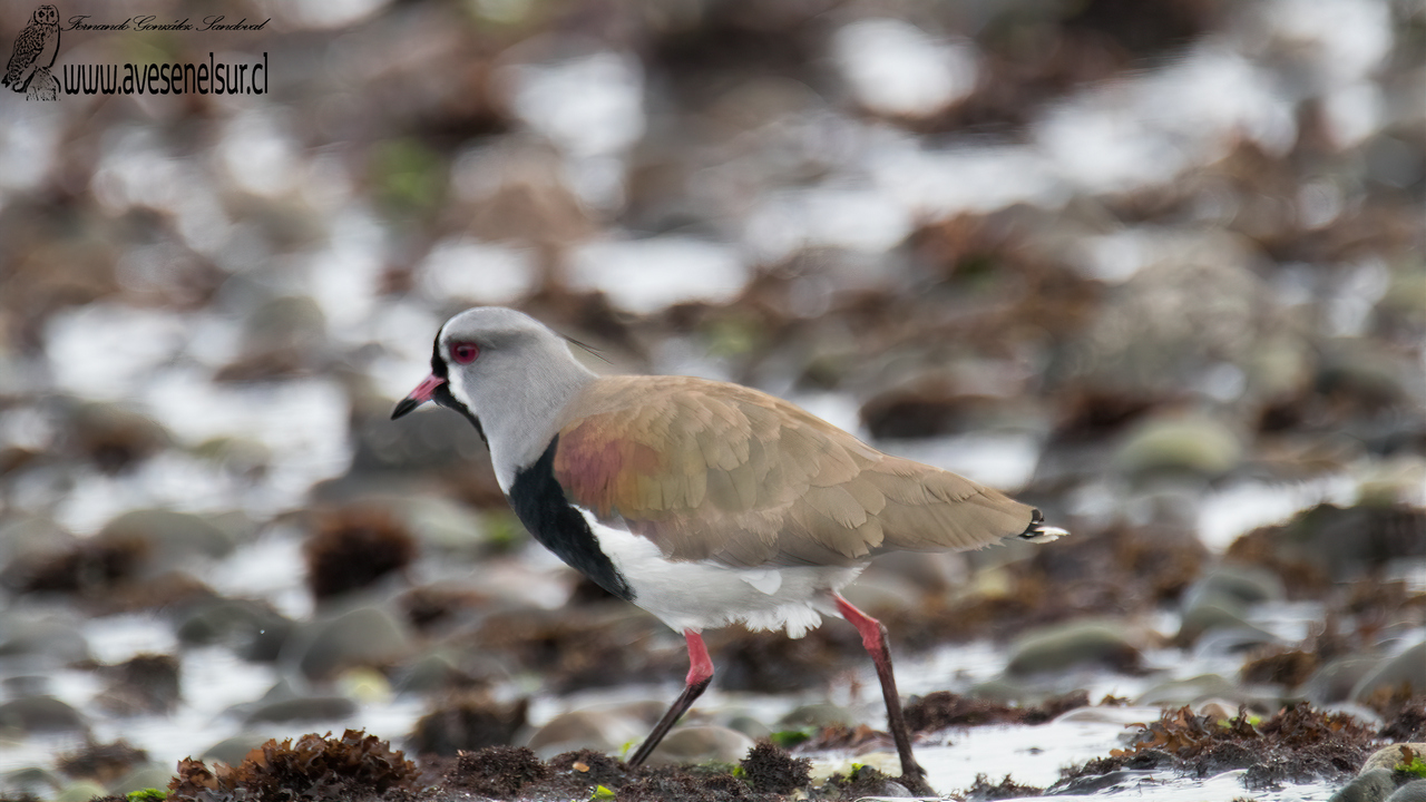 Queltehue - Vanellus chilensis chilensis (Molina) 1782