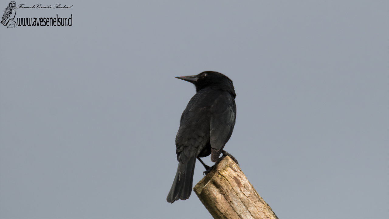 Tordo - Curaeus curaeus (Molina) 1782 Tordo - Curaeus curaeus (Molina) 1782