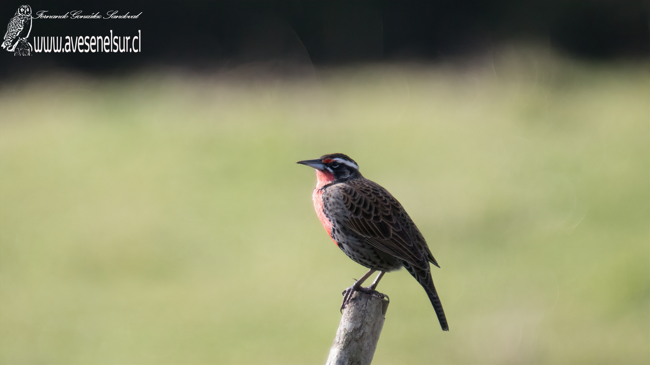 Loica - Leistes loyca (Molina) 1782 Loica - Leistes loyca (Molina) 1782