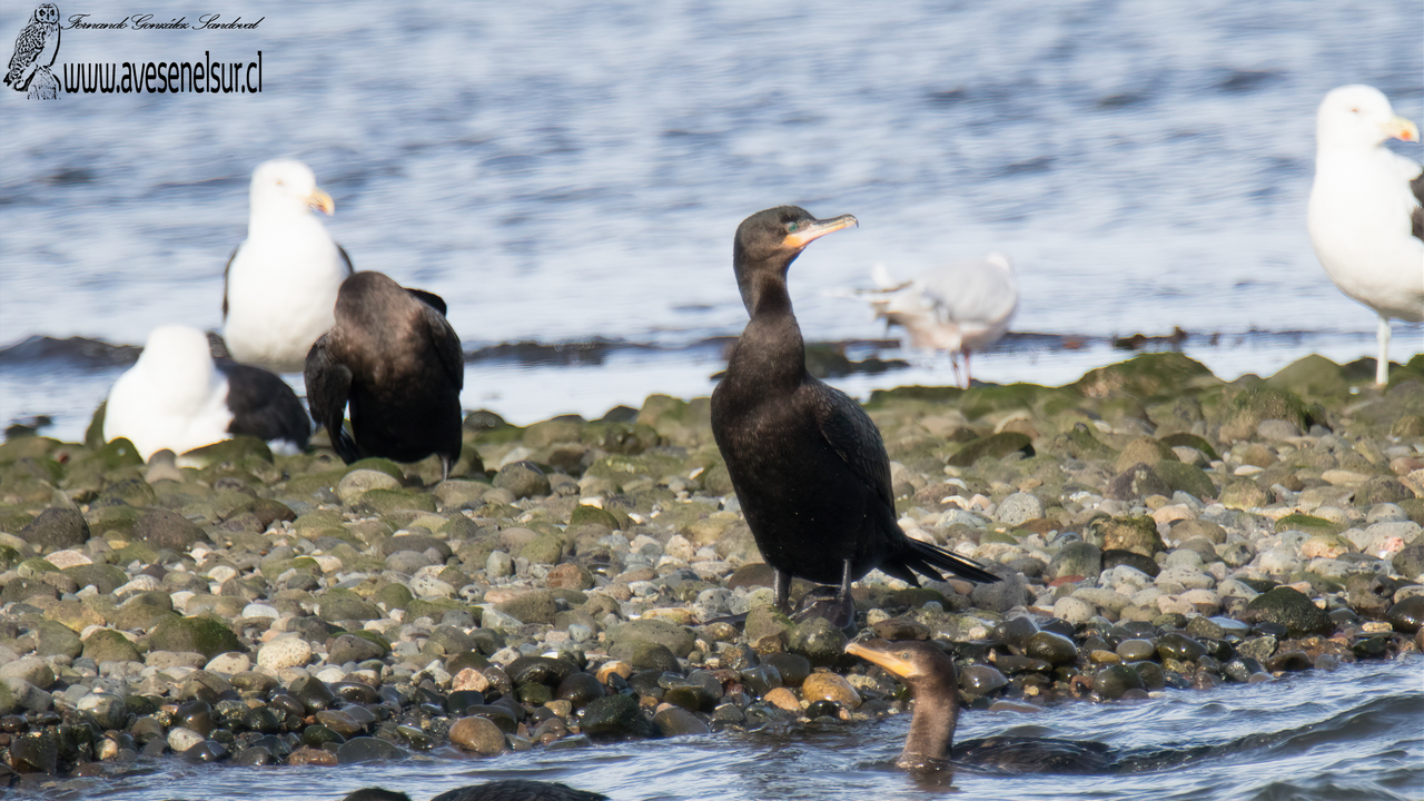 Yeco - Phalacrocorax brasilianum (Gmelin) 1789 Yeco - Phalacrocorax brasilianum (Gmelin) 1789