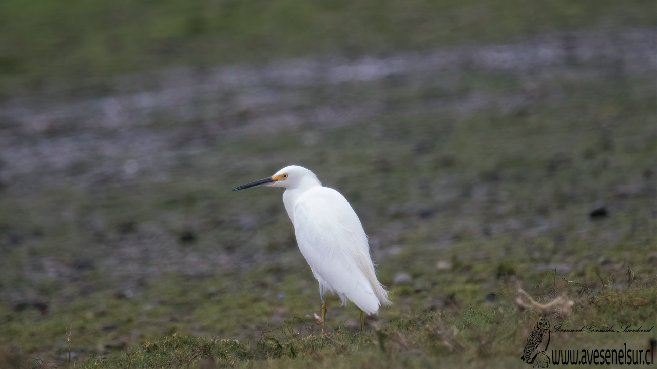 Garza chica - Egretta thula (Molina) 1782 Garza chica - Egretta thula (Molina) 1782
