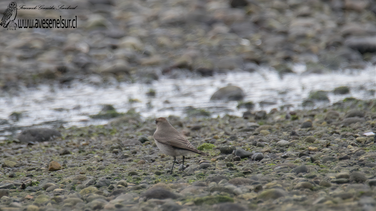 Dormilona tontito - Muscisaxicola macloviana (Garnot) 1826 Dormilona tontito - Muscisaxicola macloviana (Garnot) 1826