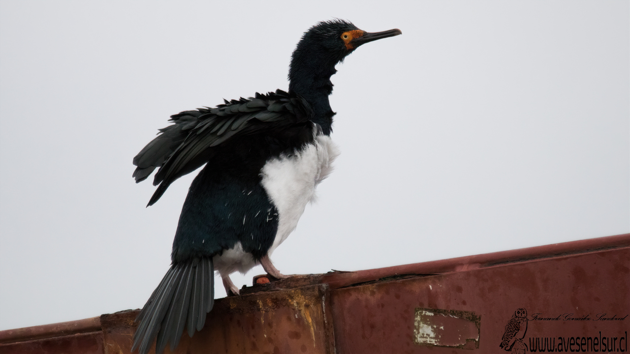 Cormorán de las rocas - Leucocarbo magellanicus (Gmelin) 1789 Cormorán de las rocas - Leucocarbo magellanicus (Gmelin) 1789