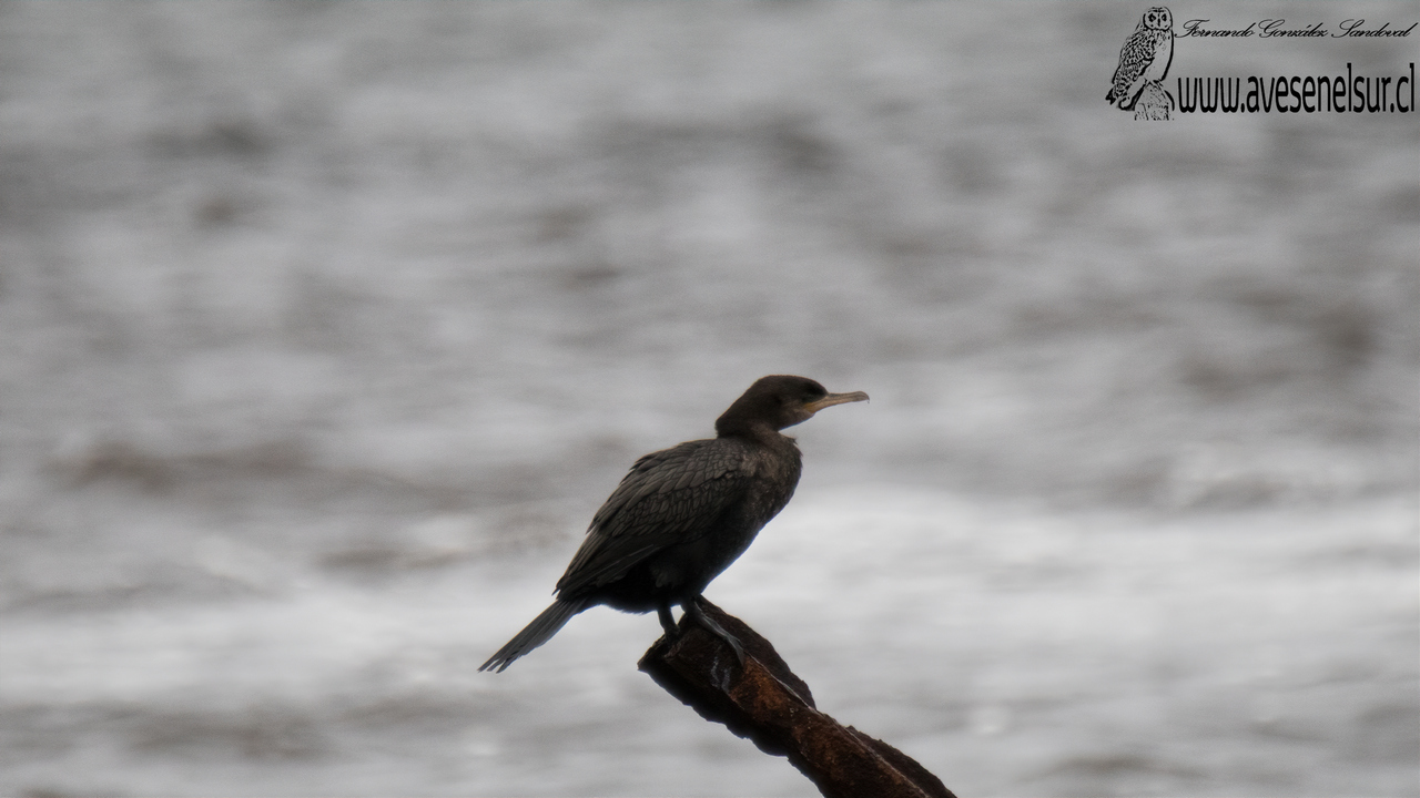 Yeco - Phalacrocorax brasilianum (Gmelin) 1789