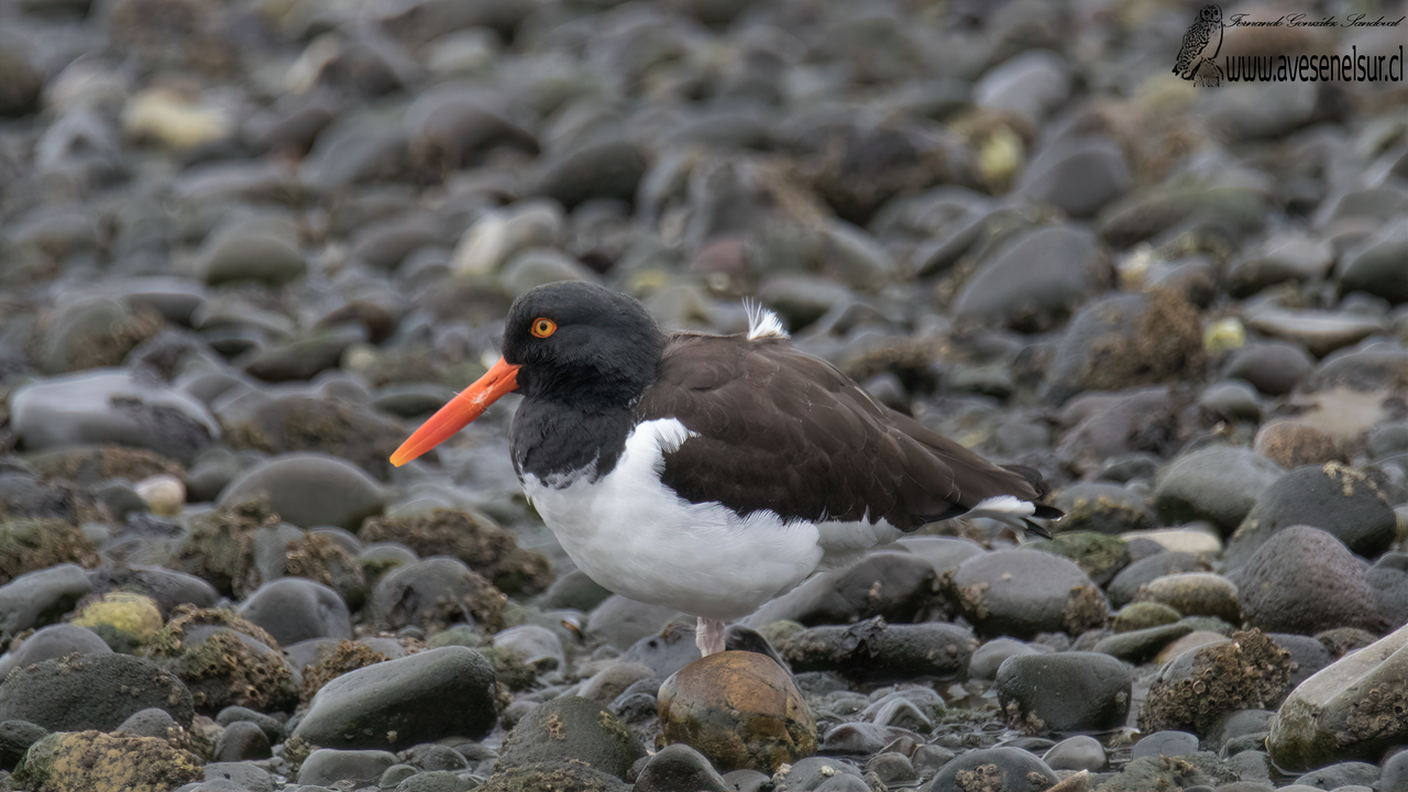 Pilpilén - Haematopus palliatus Temminck 1820 Pilpilén - Haematopus palliatus Temminck 1820