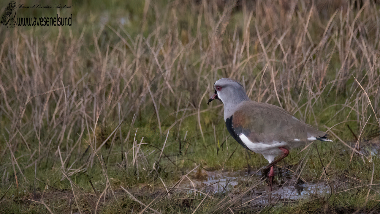 Queltehue - Vanellus chilensis chilensis (Molina) 1782