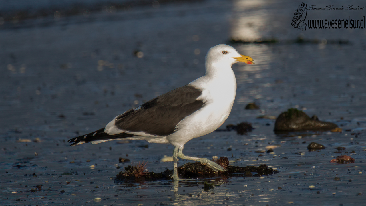 Gaviota dominicana - Larus dominicanus Lichtenstein 1823 Gaviota dominicana - Larus dominicanus Lichtenstein 1823