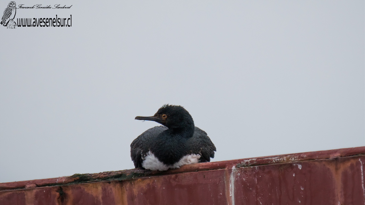 Cormorán de las rocas - Leucocarbo magellanicus (Gmelin) 1789 Cormorán de las rocas - Leucocarbo magellanicus (Gmelin) 1789