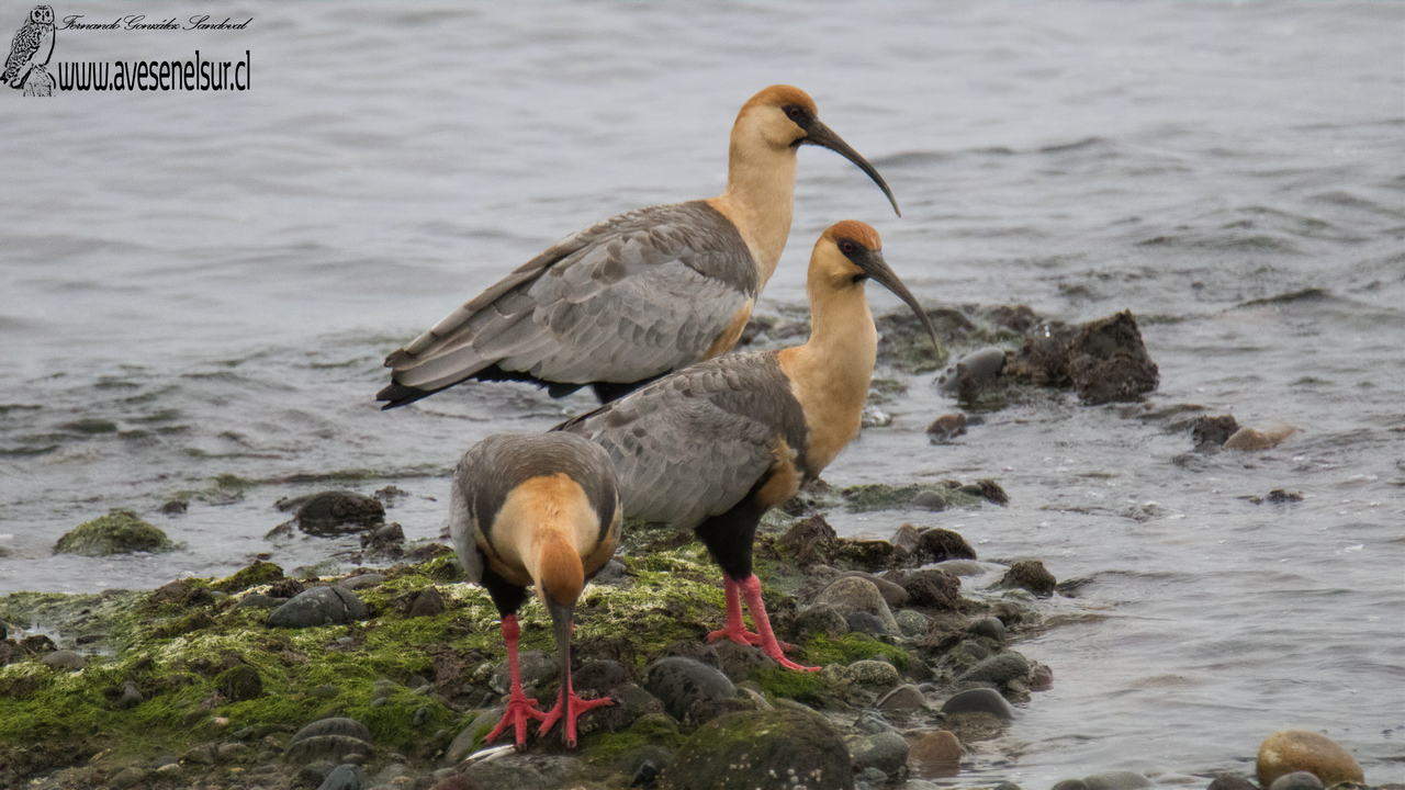 Bandurria - Theristicus melanopis (Gmelin) 1789 Bandurria - Theristicus melanopis (Gmelin) 1789