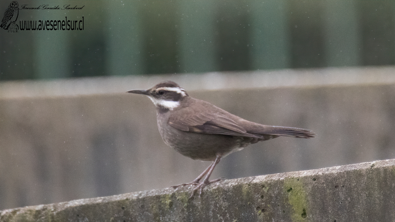 Churrete - Cinclodes patagonicus (Gmelin) 1789 Churrete - Cinclodes patagonicus (Gmelin) 1789