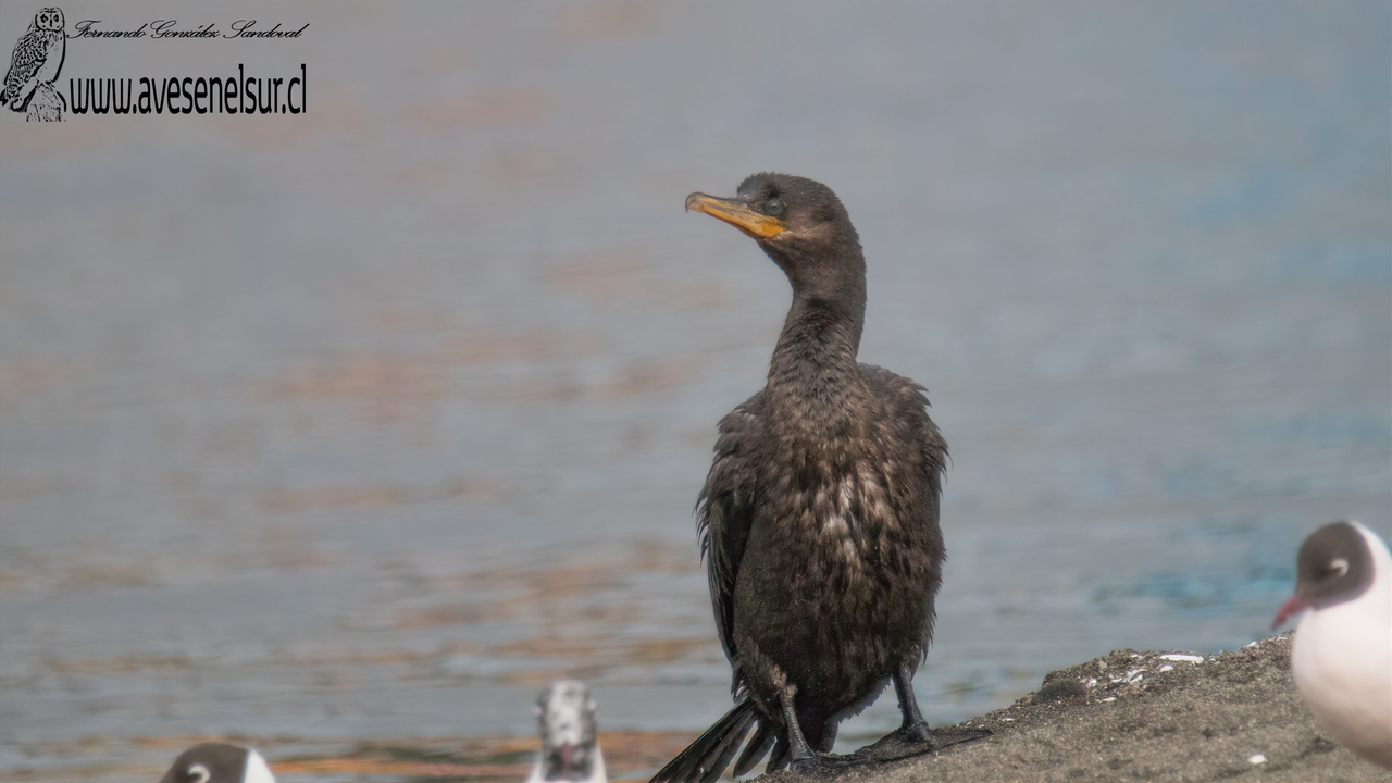 Yeco - Phalacrocorax brasilianum (Gmelin) 1789 Yeco - Phalacrocorax brasilianum (Gmelin) 1789