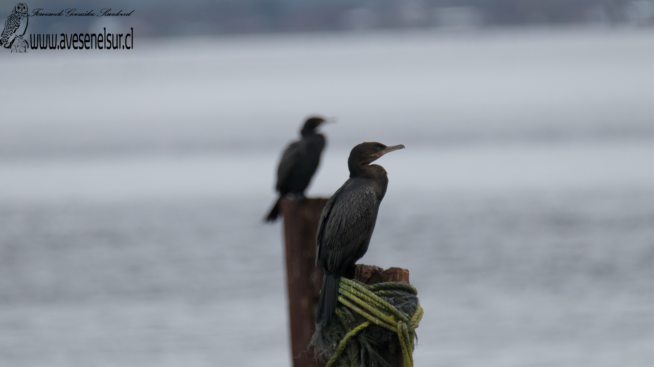 Yeco - Nannopterum brasilianum (Gmelin) 1789 Yeco - Phalacrocorax brasilianum (Gmelin) 1789