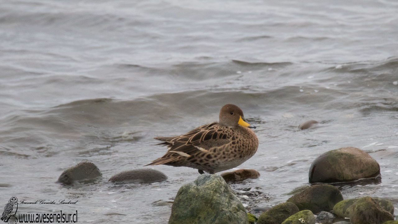 Pato jergón grande - Anas georgica Gmelin 1789