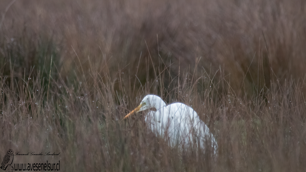 Garza grande - Ardea alba Linnaeus 1758