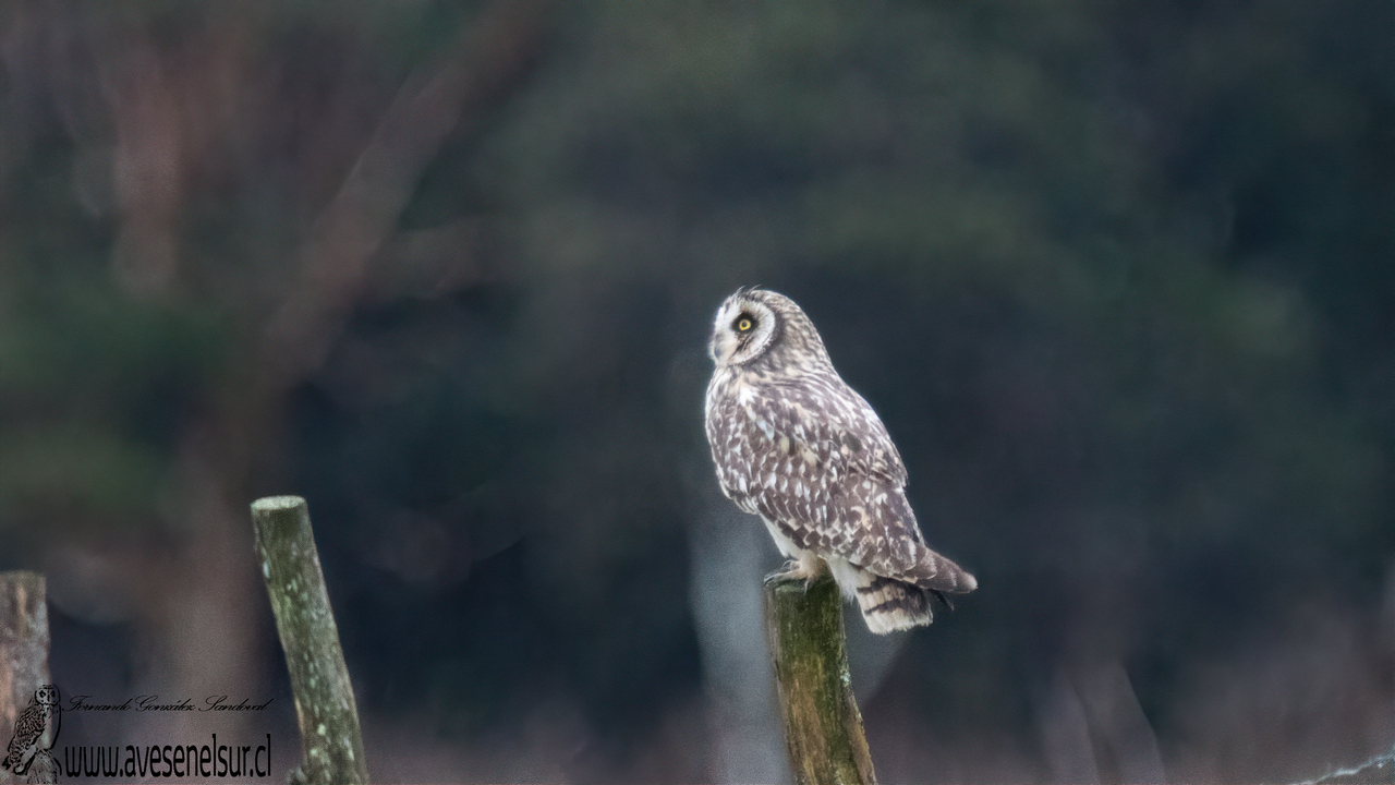 Nuco - Asio flammeus (Pontoppidan) 1763 Nuco - Asio flammeus (Pontoppidan) 1763