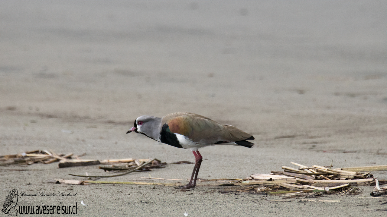 Queltehue - Vanellus chilensis chilensis (Molina) 1782 Queltehue - Vanellus chilensis chilensis (Molina) 1782