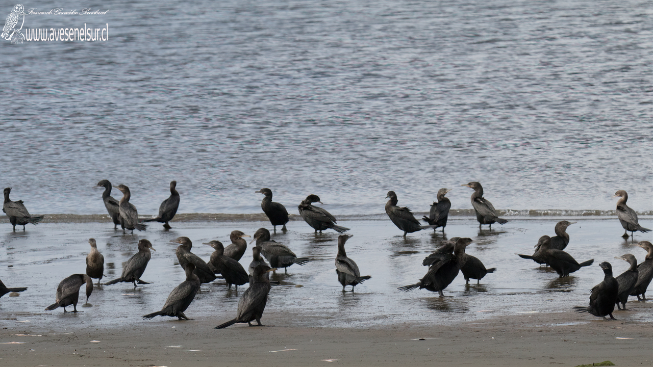 Yeco - Phalacrocorax brasilianum (Gmelin) 1789 Yeco - Phalacrocorax brasilianum (Gmelin) 1789