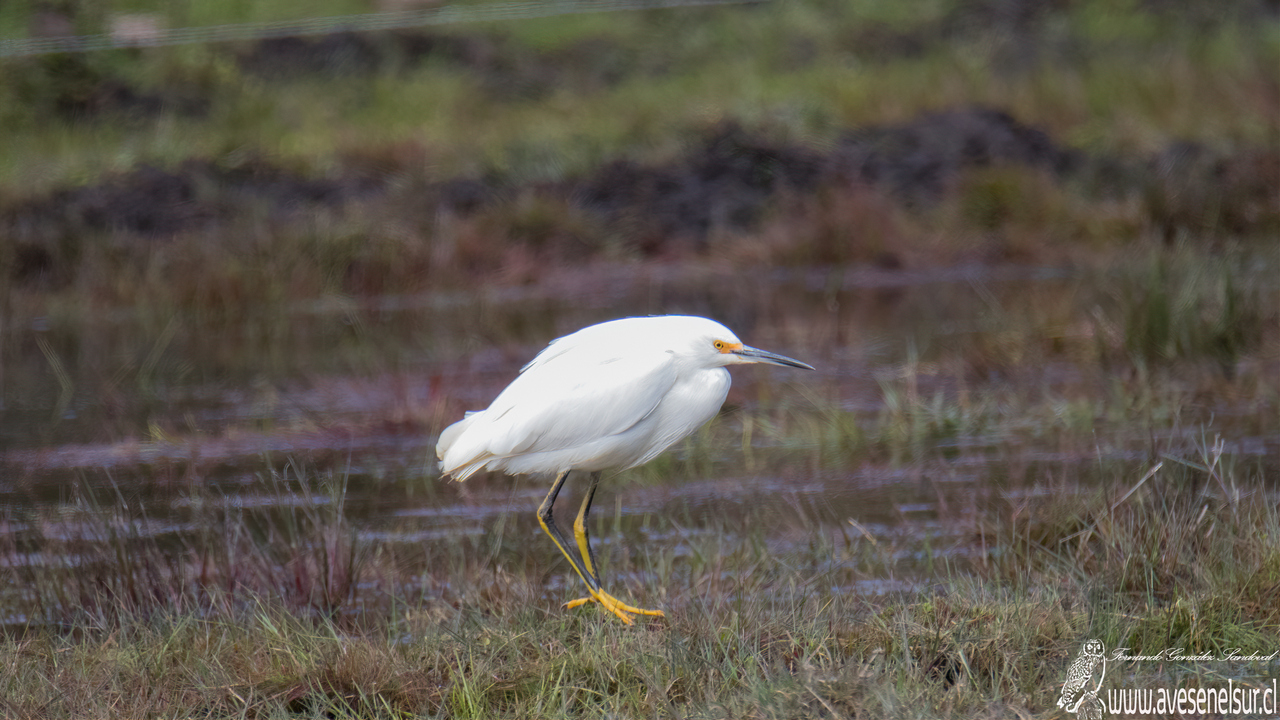 Garza chica - Egretta thula (Molina) 1782 Garza chica - Egretta thula (Molina) 1782