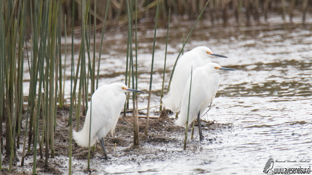 Garza chica - Egretta thula (Molina) 1782