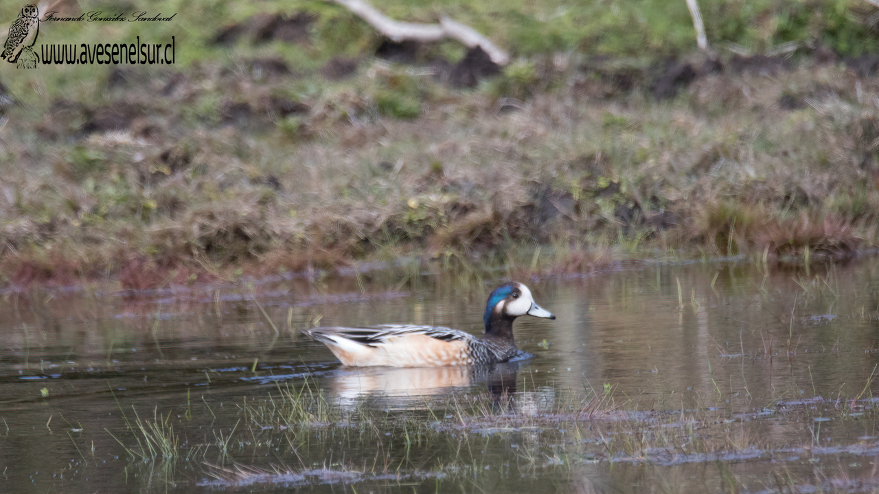 Pato real - Mareca sibilatrix Poeppig 1829 Pato real - Mareca sibilatrix Poeppig 1829