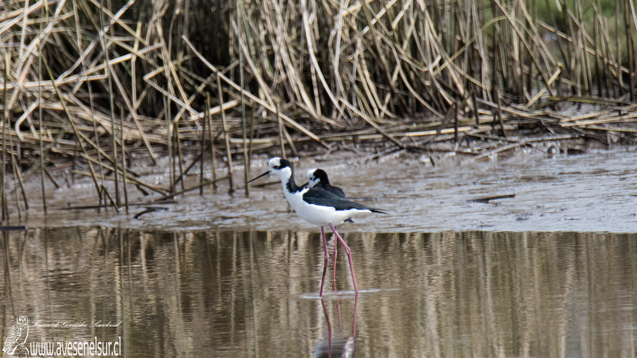 Perrito - Himantopus melanurus Vieillot 1817