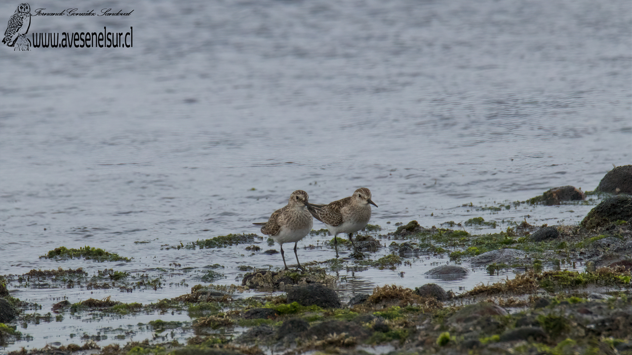 Playero de Baird - Calidris bairdii (Coues) 1861 Playero de Baird - Calidris bairdii (Coues) 1861