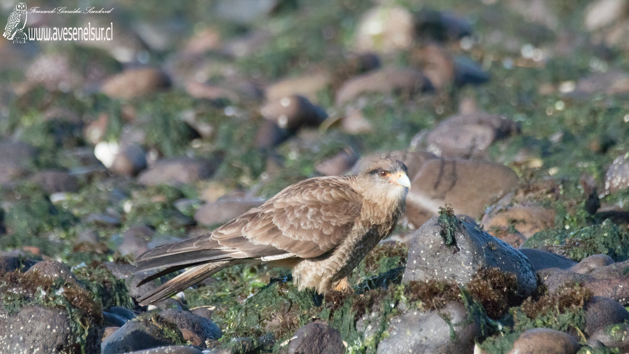 Tiuque - Daptrius chimango (Vieillot) 1816