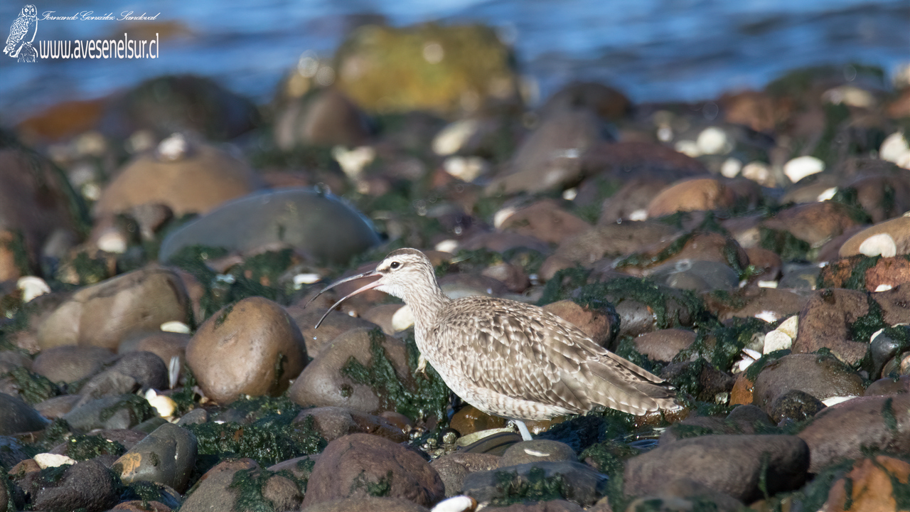 Zarapito - Numenius phaeopus (Linnaeus) 1758 Zarapito - Numenius phaeopus (Linnaeus) 1758