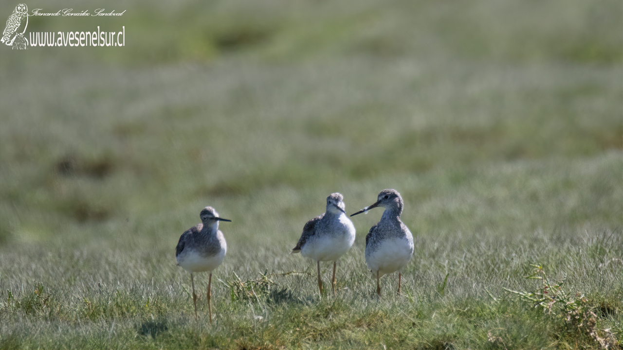 Pitotoy grande - Tringa melanoleuca (Gmelin) 1789