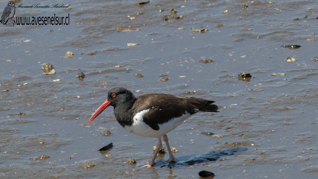 Pilpilén - Haematopus palliatus Temminck 1820 Pilpilén - Haematopus palliatus Temminck 1820