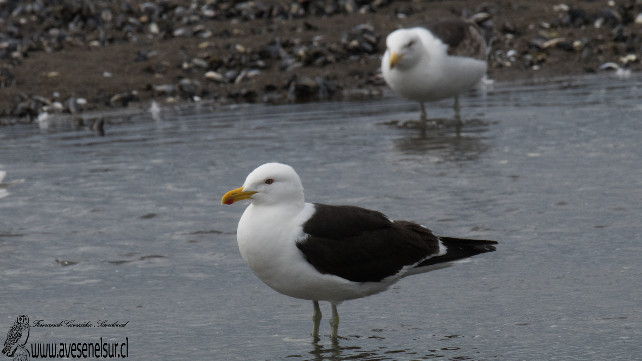 Gaviota dominicana - Larus dominicanus Lichtenstein 1823 Gaviota dominicana - Larus dominicanus Lichtenstein 1823