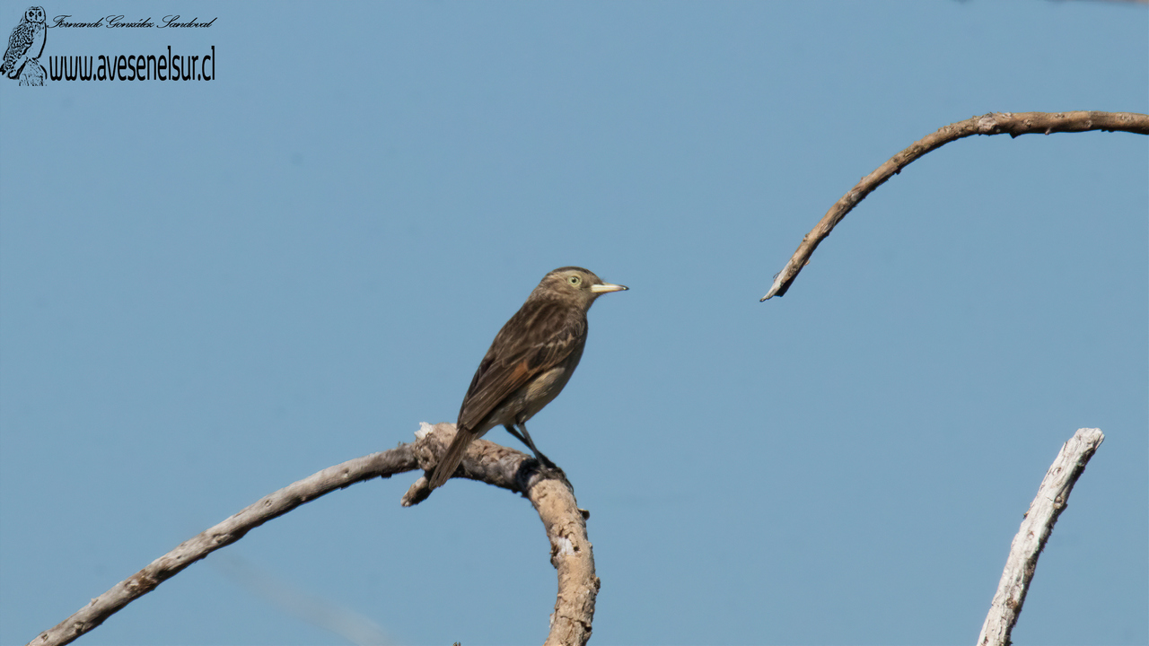 Run-run - Hymenops perspicillatus (Gmelin) 1789 Run-run - Hymenops perspicillatus (Gmelin) 1789
