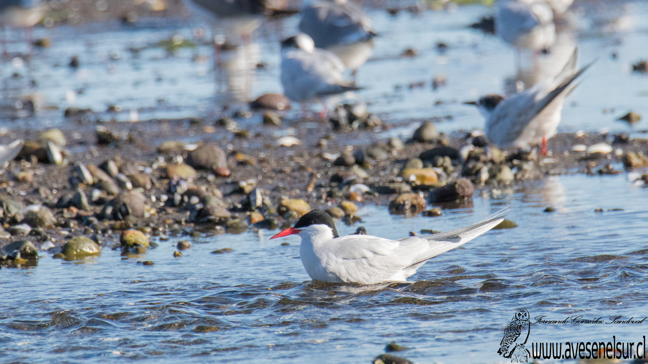 Gaviotín sudamericano - Sterna hirundinacea Lesson 1831 Gaviotín sudamericano - Sterna hirundinacea Lesson 1831