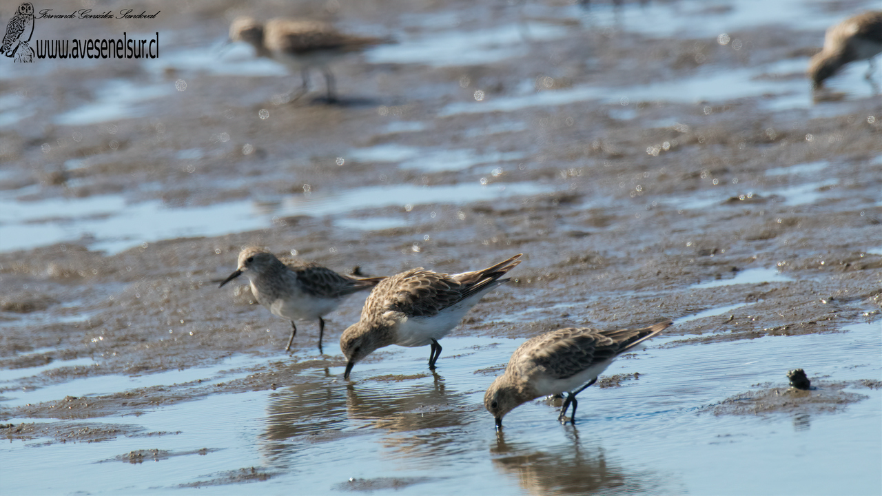 Playero de Baird - Calidris bairdii (Coues) 1861 Playero de Baird - Calidris bairdii (Coues) 1861