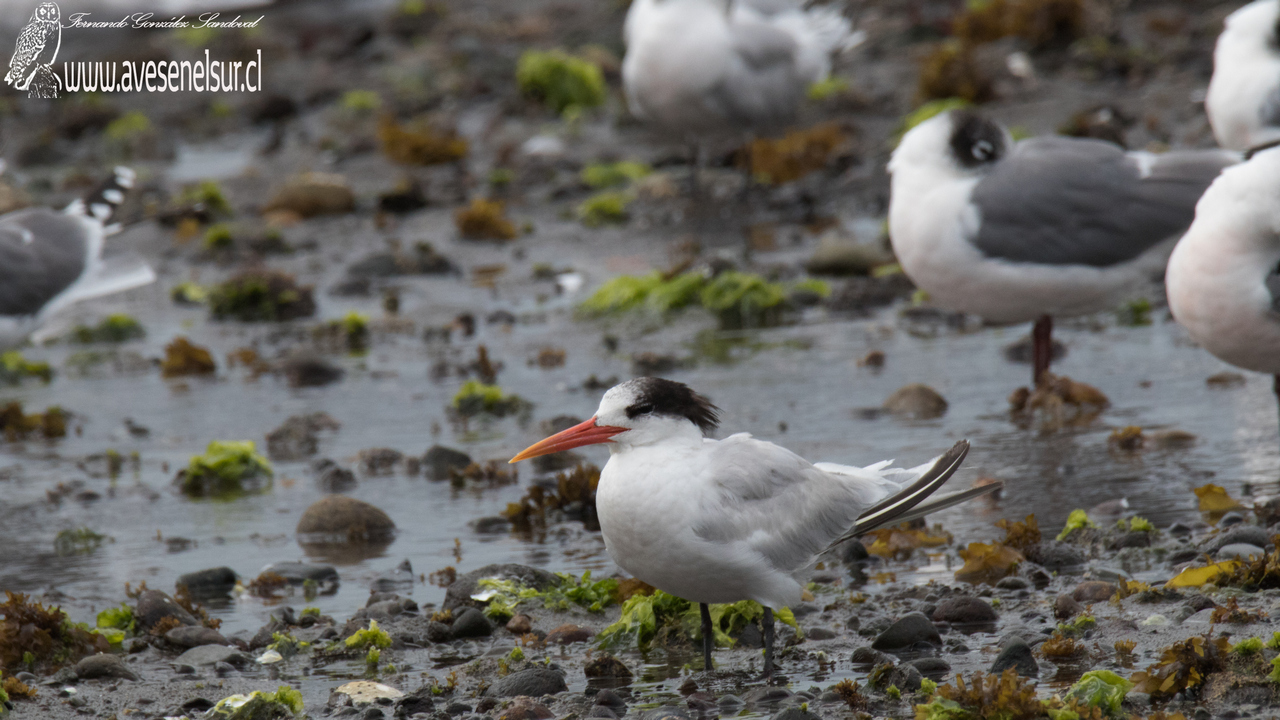 Gaviotín elegante - Thalasseus elegans (Gambel) 1849 Gaviotín elegante - Thalasseus elegans (Gambel) 1849