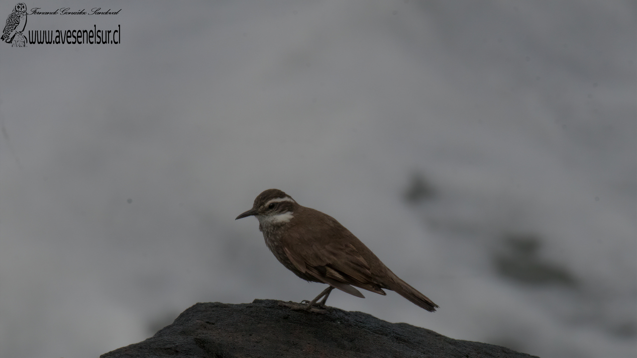 Churrete - Cinclodes patagonicus (Gmelin) 1789 Churrete - Cinclodes patagonicus (Gmelin) 1789