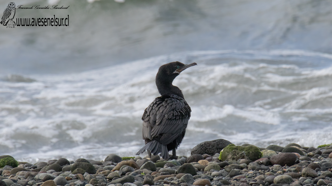 Yeco - Nannopterum brasilianum (Gmelin) 1789
