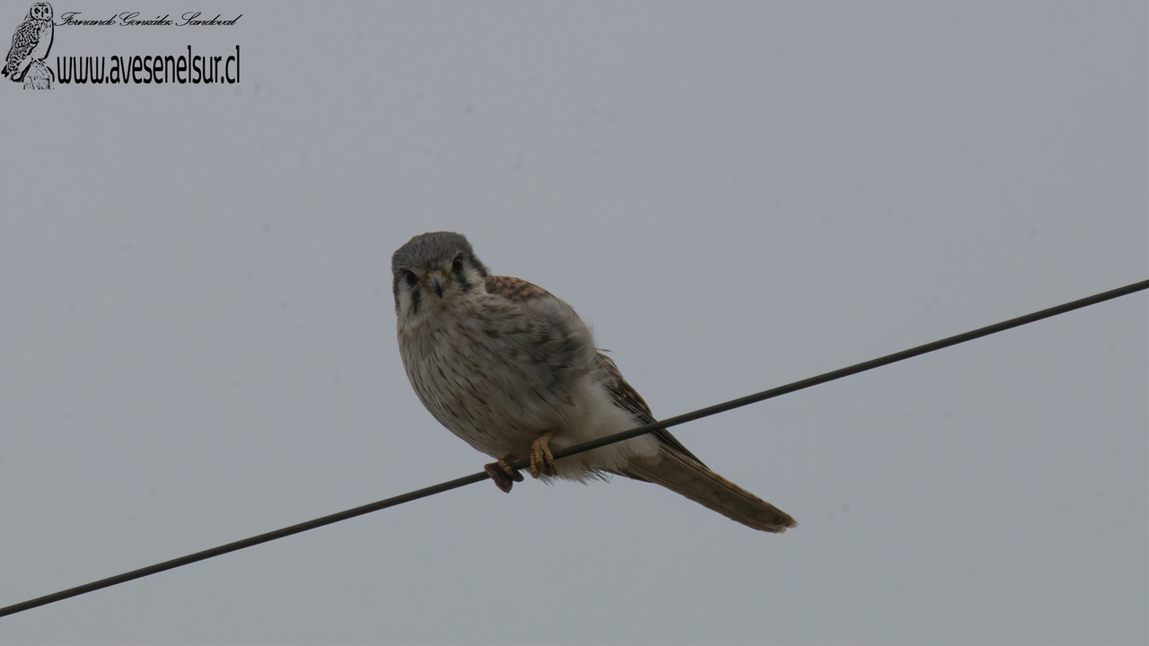Cernícalo - Falco sparverius Linnaeus 1758 Cernícalo - Falco sparverius Linnaeus 1758
