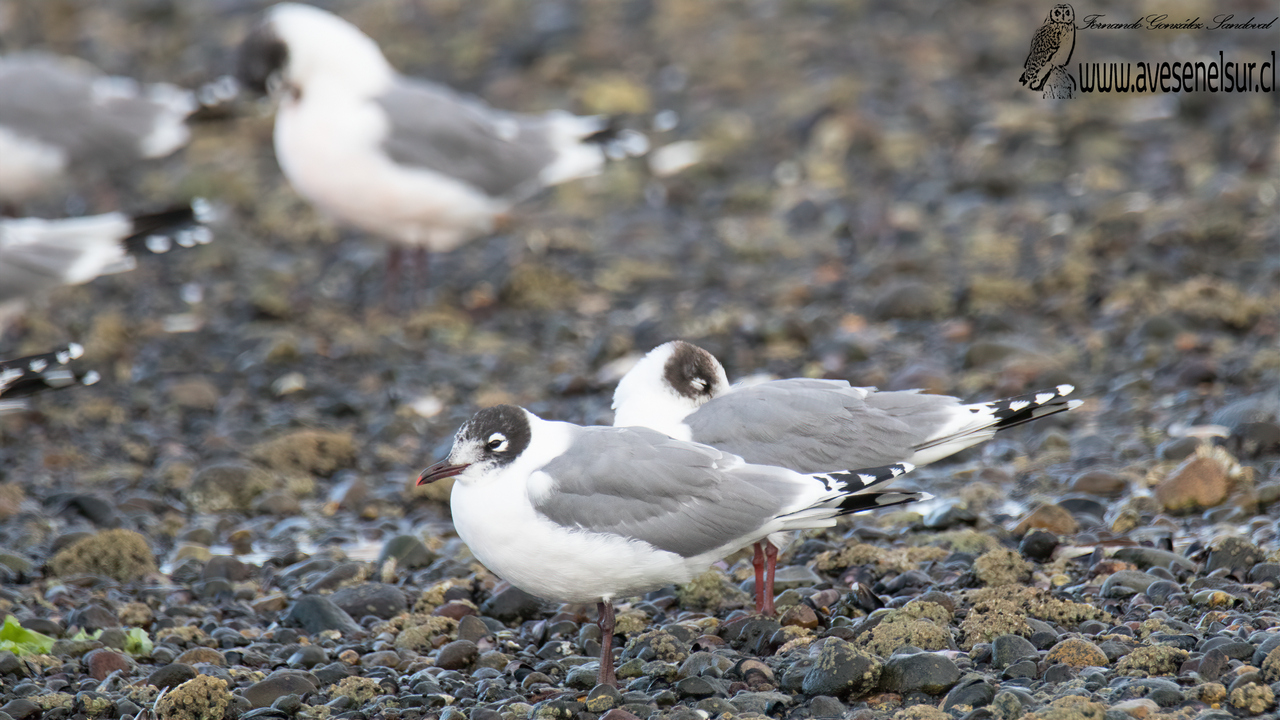 Gaviota de Franklin - Leucophaeus pipixcan (Wagler) 1831 Gaviota de Franklin - Leucophaeus pipixcan (Wagler) 1831