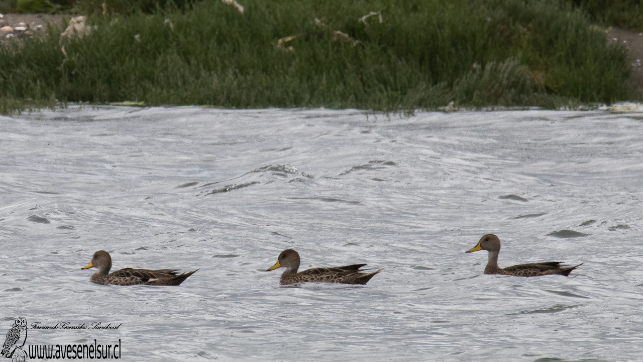 Pato jergón grande - Anas georgica Gmelin 1789